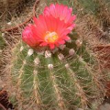 Notocactus horstii v. purpureus ©JLcoll.3461.jpg